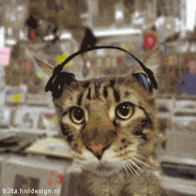 cat.jpeg