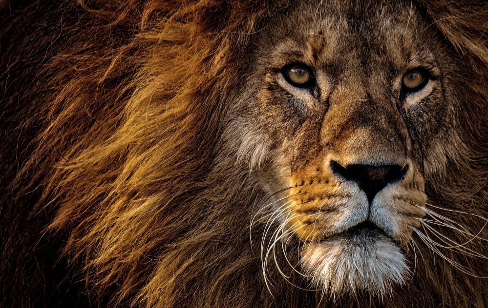 african-lion-big-cat-dangerous-wild-animal-portrait-3461x2190-5700.jpg