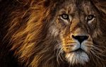 african-lion-big-cat-dangerous-wild-animal-portrait-3461x2190-5700.jpg