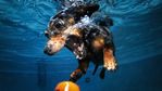 underwater_dog.jpg