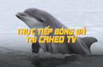caheotv-trang-xem-bong-da-truc-tuyen-mien-phi-nh-1-1024x666 (1).png