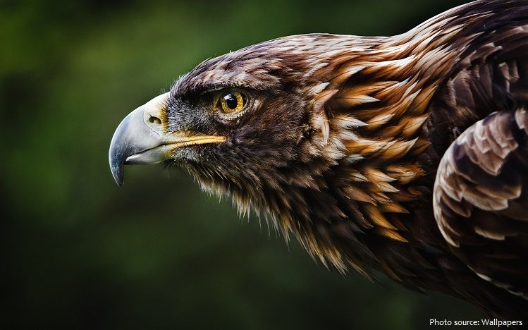 Golden-Eagle.jpg