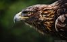 Golden-Eagle.jpg