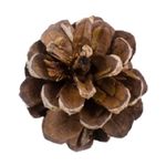 Avatar Pine Cone.jpg