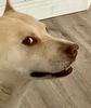 koda.jpg