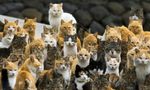 kittycats background.jpg
