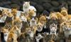 kittycats background.jpg