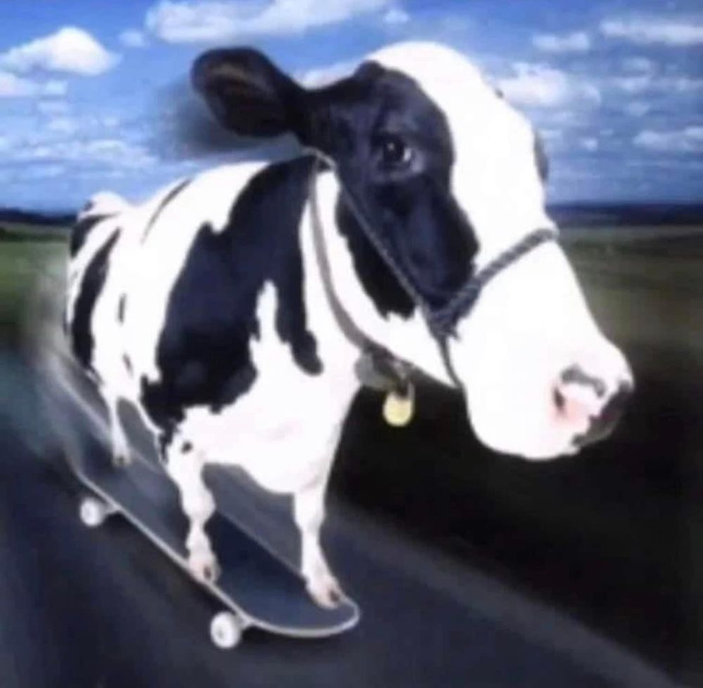 cow1.jpg