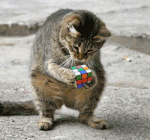 gato-rubik.gif