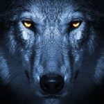 Profile (AUNet_Wolf)