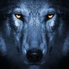 WolfAvatar.jpg