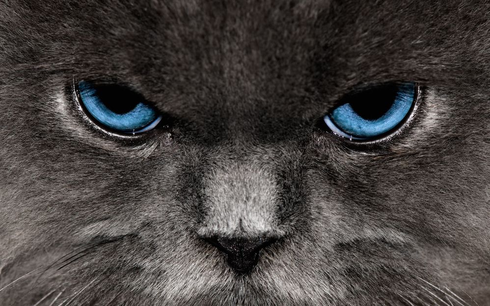 Angry-Cat-Wallpapers-81.jpg