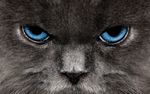 Angry-Cat-Wallpapers-81.jpg