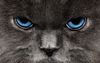 Angry-Cat-Wallpapers-81.jpg