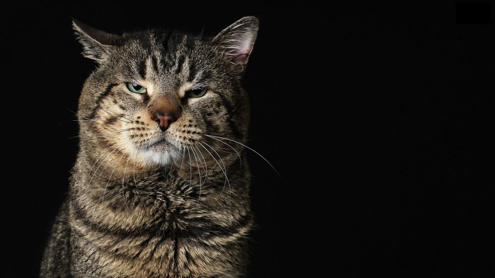 Angry-Cat-Wallpapers.jpg