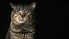 Angry-Cat-Wallpapers.jpg