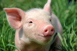 Pig-Smile-copy.jpg