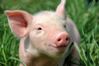 Pig-Smile-copy.jpg