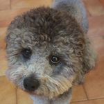 Profile (Alessandro.Donnini)