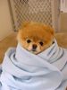boo_Pomeranian_Dog_12.jpg