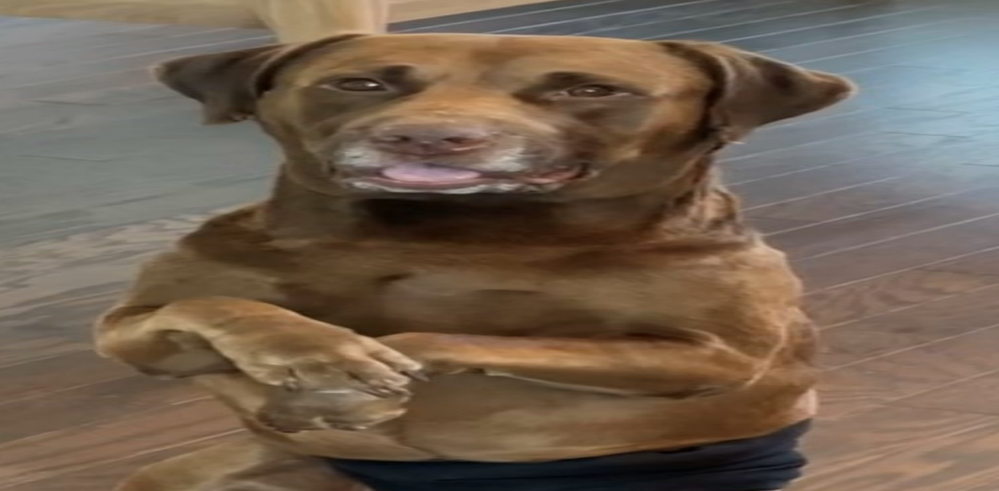 funny moose.png