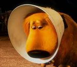 Cone_Of_Shame.jfif