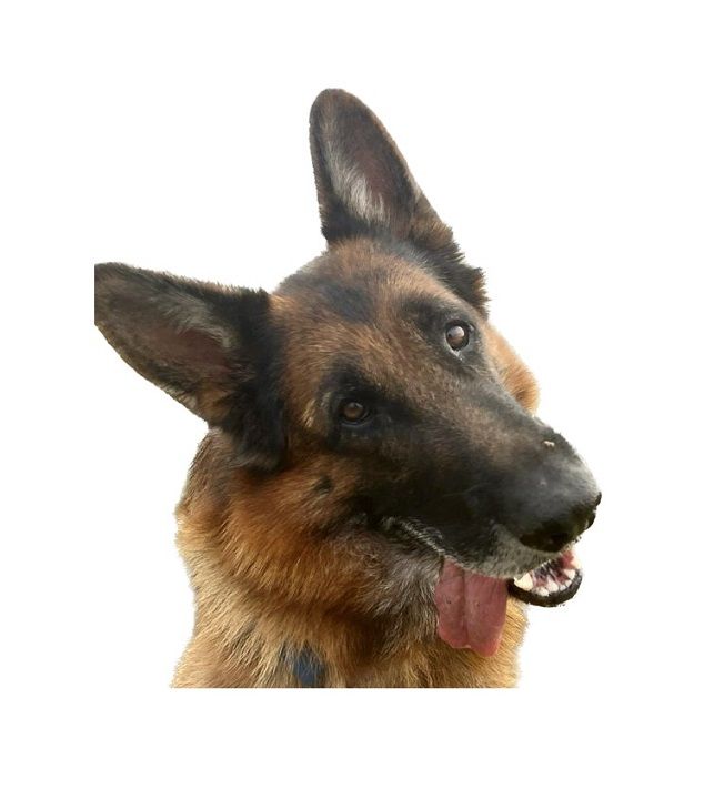 Cane.jpg
