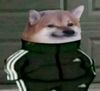 doggo.jpg
