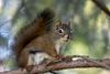 Red Squirrel-sm .jpg