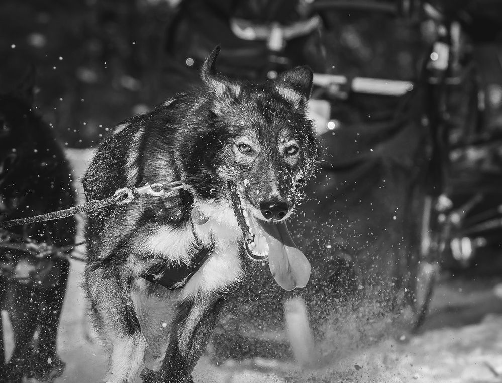 Dog-BW-C.jpg