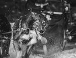 Dog-BW-C.jpg