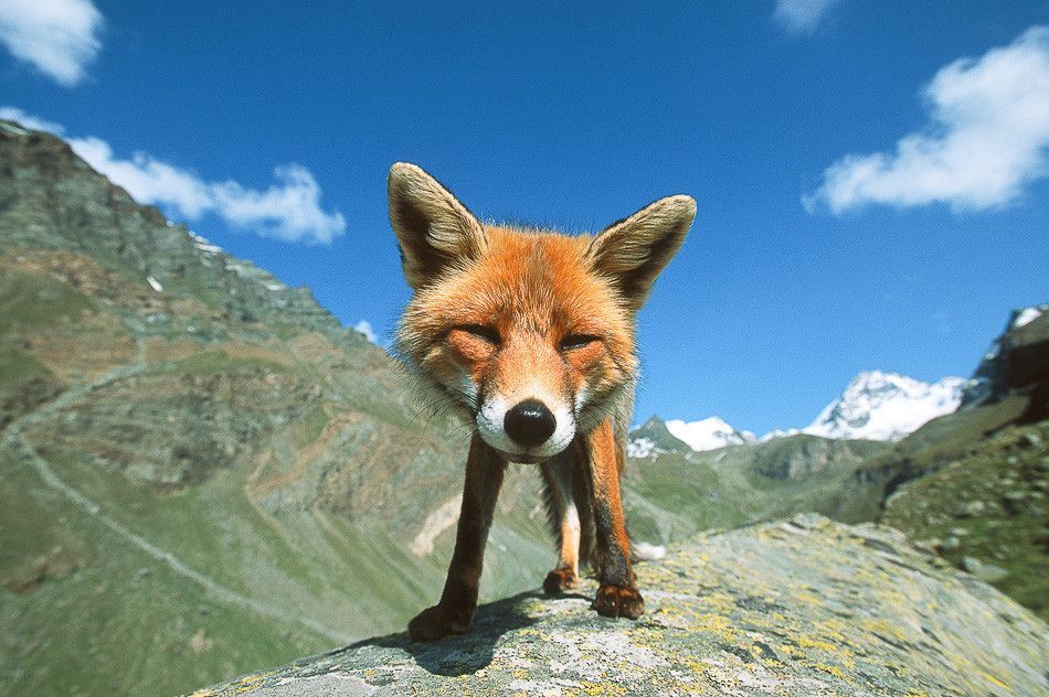 happy_mountain_fox.jpg