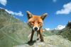 happy_mountain_fox.jpg