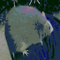 IMG_0527.gif