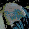 IMG_0527.gif