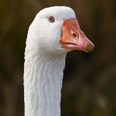 Domestic_Goose.jpg