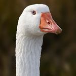 Domestic_Goose.jpg