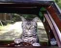 toonces_avatar.jpg
