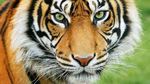 tiger.jpg