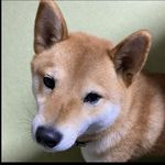 Profile (kameishi)