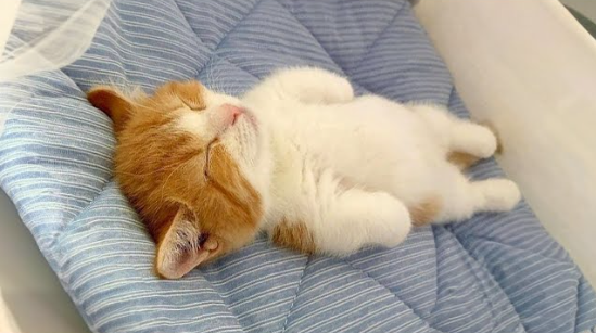 cat.png