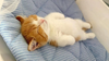 cat.png