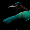 birds-of-paradise_thumb_square.png