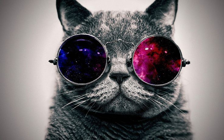 CatwithGlasses.jpg