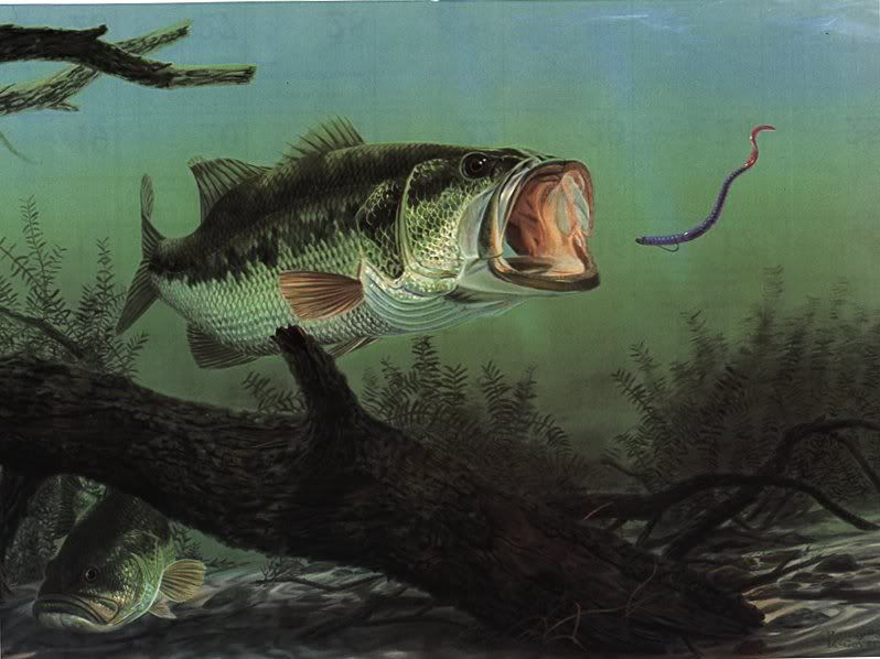 bass-2.jpg
