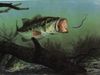 bass-2.jpg