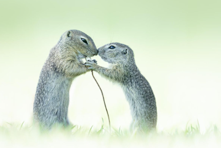 chip.png