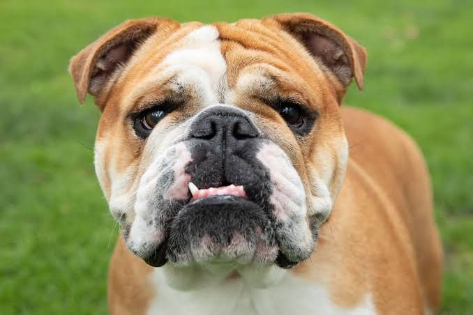 dog.jfif