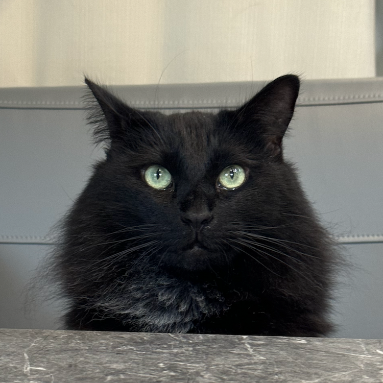 cat.png