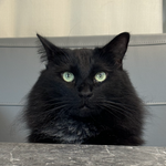 cat.png